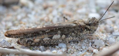 Réf. 295 018 : Acrotylus sp.